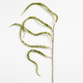 Natural Green Botanica Pick